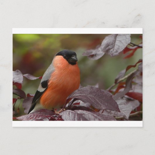 Bull Finch Briefkaart (Voorkant)