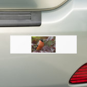 Bull Finch Bumpersticker (Op auto)