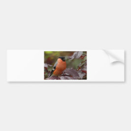 Bull Finch Bumpersticker
