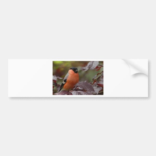 Bull Finch Bumpersticker (Voorkant)