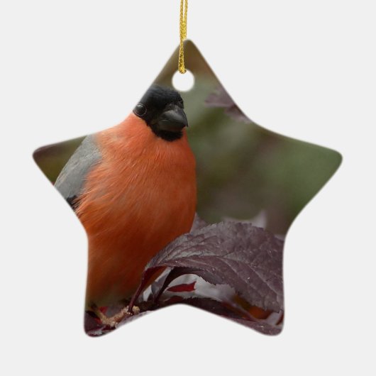 Bull Finch Keramisch Ornament (Voorkant)