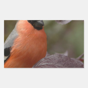 Bull Finch Rechthoekige Sticker