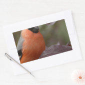 Bull Finch Rechthoekige Sticker (Envelop)