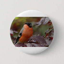 Bull Finch Ronde Button 5,7 Cm
