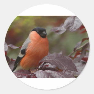 Bull Finch Ronde Sticker