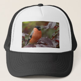 Bull Finch Trucker Pet