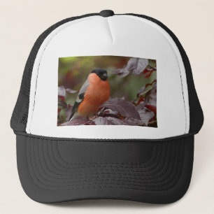 Bull Finch Trucker Pet