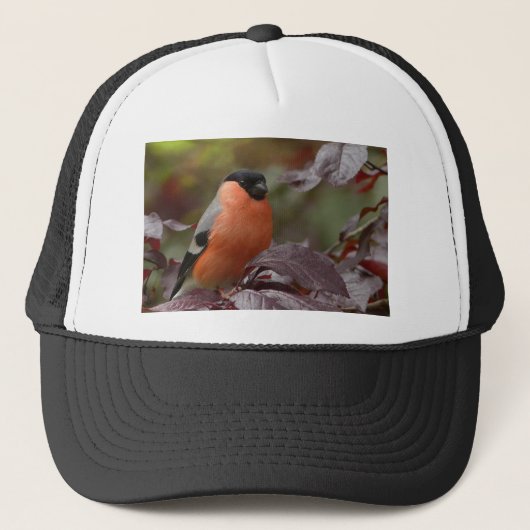 Bull Finch Trucker Pet (Voorkant)