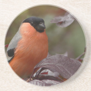 Bull Finch Zandsteen Onderzetter