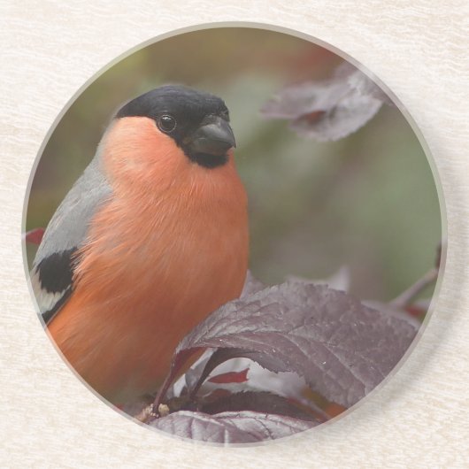 Bull Finch Zandsteen Onderzetter (Voorkant)