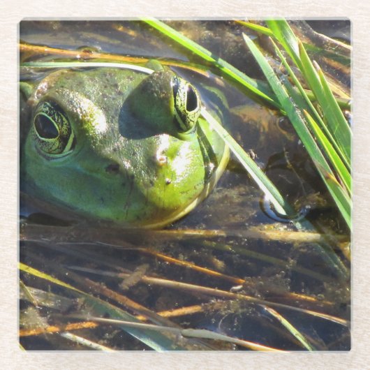 Bull Frog Glazen Onderzetter (Voorkant)