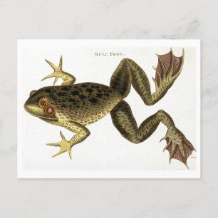 Bull Frog Illustration Briefkaart