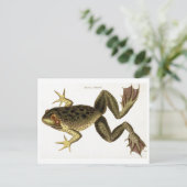  Bull Frog Illustration Briefkaart (Staand voorkant)