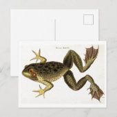  Bull Frog Illustration Briefkaart (Voorkant / Achterkant)