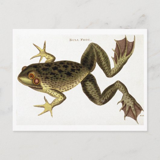  Bull Frog Illustration Briefkaart (Voorkant)
