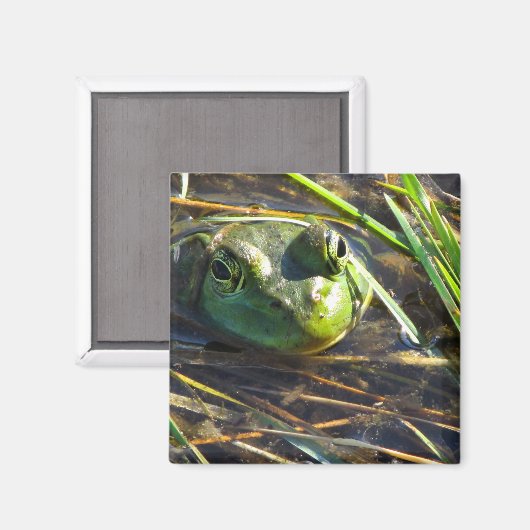 Bull Frog Magnet (Voorkant / Achterkant)