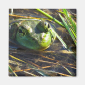 Bull Frog Magnet (Voorkant)