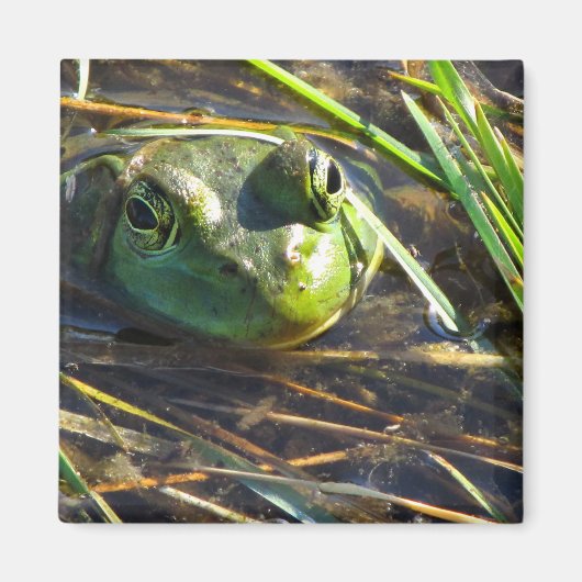 Bull Frog Magnet (Voorkant)