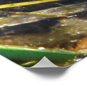 Bull Frog Poster (Hoek)