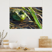 Bull Frog Poster (Keuken)