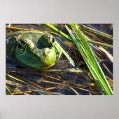 Bull Frog Poster (Voorkant)