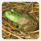Bull Frog Stickers (Voorkant)