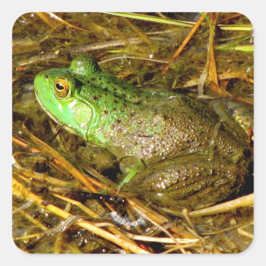 Bull Frog Stickers (Voorkant)