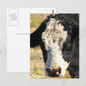 Bull Handsome Briefkaart (Voorkant / Achterkant)