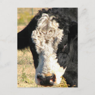 Bull Handsome Briefkaart