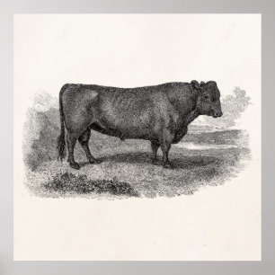  bull Illustration Retro Cow Bulls 1800s Poster