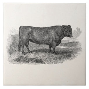 bull Illustration Retro Cow Bulls 1800s Tegeltje