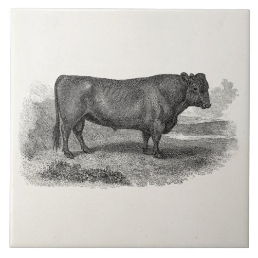  bull Illustration Retro Cow Bulls 1800s Tegeltje (Voorkant)