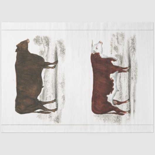 Bull Koe Ephemera Decoupage Boerderij Tissuepapier (Voorkant)