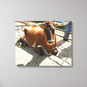 Bull Koe Long Horns Ranch rodeo Animal Fotografie Canvas Afdruk