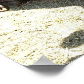 Bull Koe Long Horns Ranch rodeo Animal Fotografie Poster (Hoek)