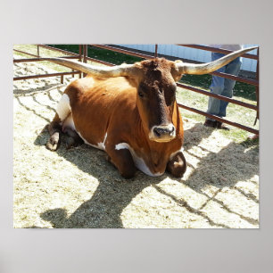 Bull Koe Long Horns Ranch rodeo Animal Fotografie Poster