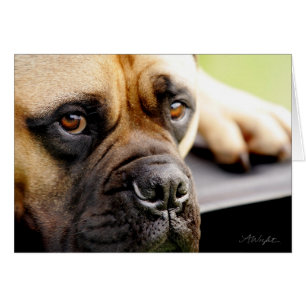 Bull Mastiff