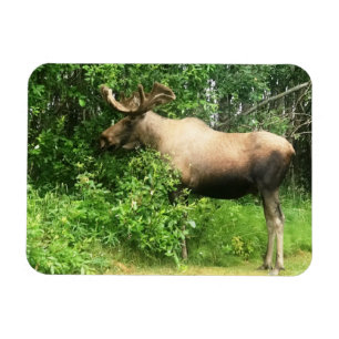Bull Moose 3 x 4 inch Flexibele Photo Magnet Magneet