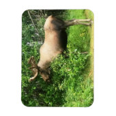 Bull Moose 3 x 4 inch Flexibele Photo Magnet Magneet (Verticaal)