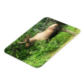 Bull Moose 3 x 4 inch Flexibele Photo Magnet Magneet (Linkerzijde)