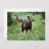 Bull moose Alces alces) in wildflowers, Briefkaart (Voorkant / Achterkant)