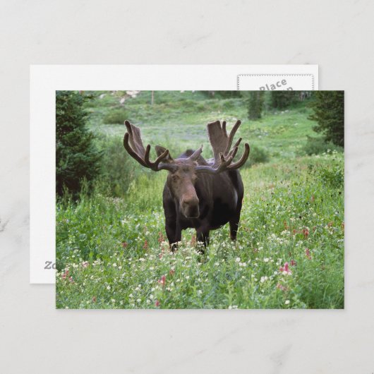 Bull moose Alces alces) in wildflowers, Briefkaart (Voorkant / Achterkant)