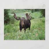 Bull moose Alces alces) in wildflowers, Briefkaart (Voorkant)