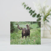 Bull moose Alces alces) in wildflowers, Briefkaart (Staand voorkant)