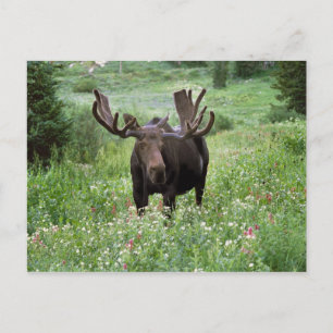 Bull moose Alces alces) in wildflowers, Briefkaart