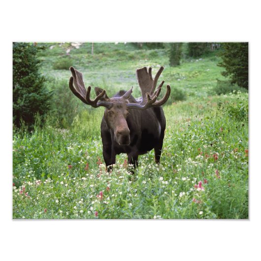Bull moose Alces alces) in wildflowers, Foto Afdruk (Voorkant)