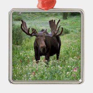 Bull moose Alces alces) in wildflowers, Metalen Ornament