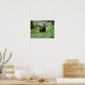Bull moose Alces alces) in wildflowers, Poster (Keuken)