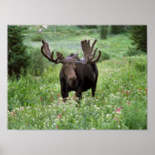 Bull moose Alces alces) in wildflowers, Poster (Voorkant)