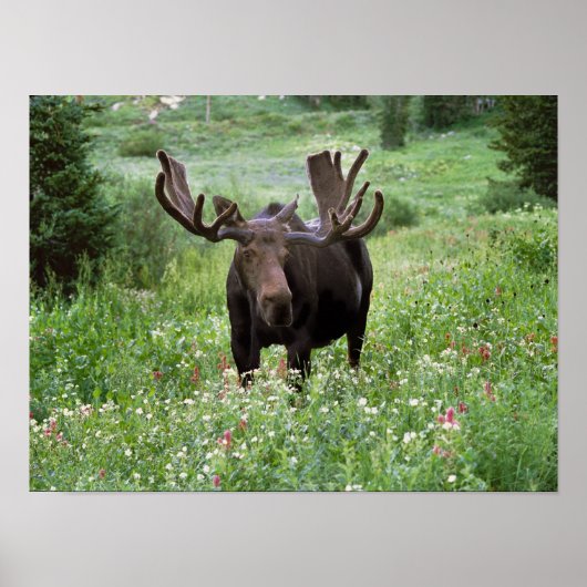 Bull moose Alces alces) in wildflowers, Poster (Voorkant)